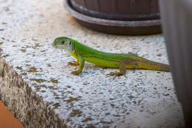 (Lacerta Viridis ısınmak için güneşin altında oturur.