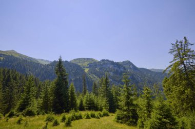 Romanya 'daki Maramures dağlarının kırsal kesiminin manzarası.