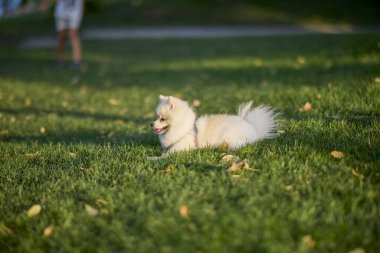 Parkta güzel beyaz bir köpek oynuyor.