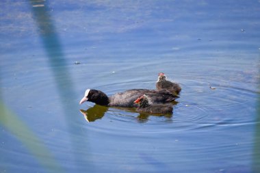 Göl kıyısında bir coots ailesi (Fulica atra), anne yavrusuyla beslenir..