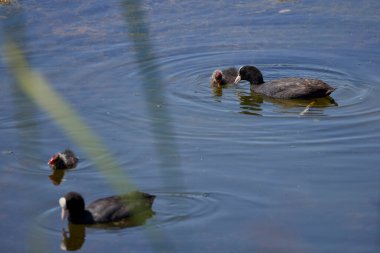 Göl kıyısında bir coots ailesi (Fulica atra), anne yavrusuyla beslenir..