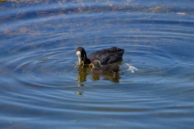 Göl kıyısında bir coots ailesi (Fulica atra), anne yavrusuyla beslenir..