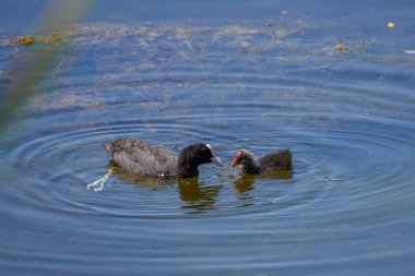 Göl kıyısında bir coots ailesi (Fulica atra), anne yavrusuyla beslenir..