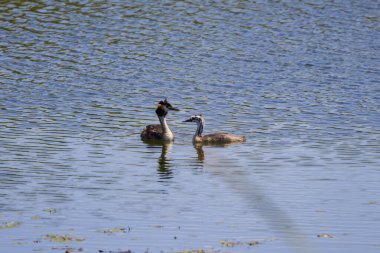 (Podiceps kristali), gündüz vakti gölde bir aile.