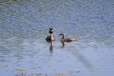 (Podiceps cristatus), family on a lake during the day. clipart