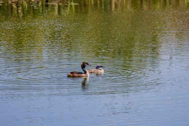(Podiceps kristali), gündüz vakti gölde bir aile.