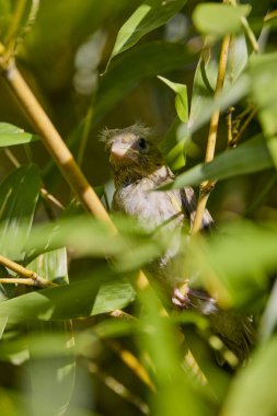 Portrait of a baby (Chloris chloris) among the bamboo branches.
