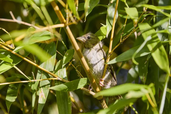 stock image Portrait of a baby (Chloris chloris) among the bamboo branches.