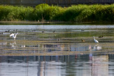 Göl üzerinde çeşitli kuşların olduğu bir manzara..