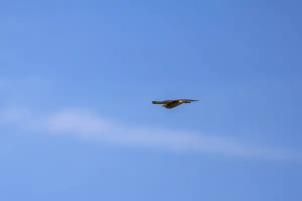 stock image Common kestrel (Falco tinnunculus) in flight against the sky