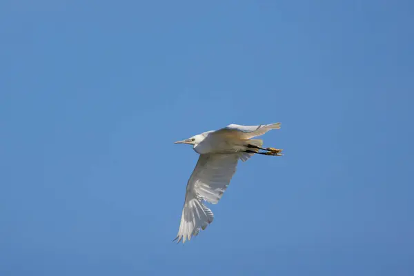 stock image Great white egret in the blue sky