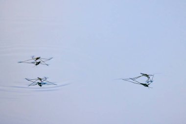 Suyun parlaklığında yüzen sivrisinek..
