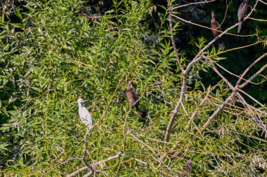 Egretta Garzetta gölün yakınındaki bir ağacın dallarında.