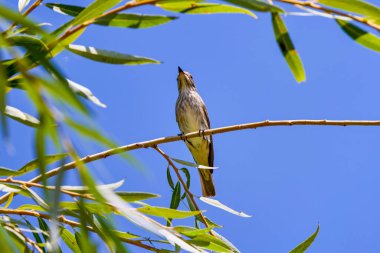 Aşağıdan görünen bir dalda bir kuş.