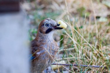 (Garrulus glandarius) parktaki çimenlerde oturur ve insanların bıraktığı yiyeceklerle beslenir..