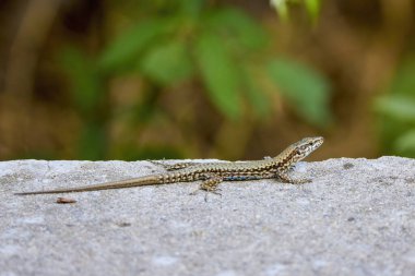 Isınmak için güneşteki taşın üzerinde duran (Lacerta Muralis) ile yaklaş.