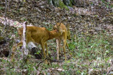Ormandaki geyik doğal ortamında.
