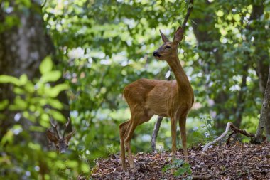 Ormandaki geyik doğal ortamında.