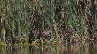 4k, Ixobrychus, gölün yakınındaki bir ağacın dallarında..