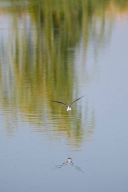(Himantopus himantopus) bir gölün üzerinde uçuyor.