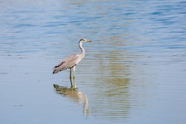 (Ardea Cinerea) sıcak bir yaz gününde bir gölün üzerinde duruyor..
