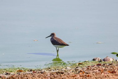 (Tringa stagnatilis) on a lake during the summer. clipart