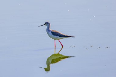 (Himantopus himantopus) Yazın bir gölde.