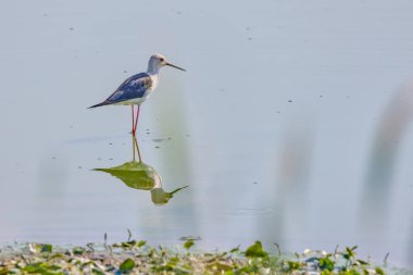 (Himantopus himantopus) Yazın bir gölde.