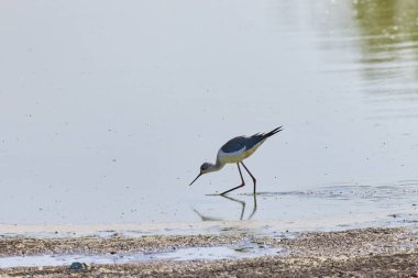 (Himantopus himantopus) Yazın bir gölde.