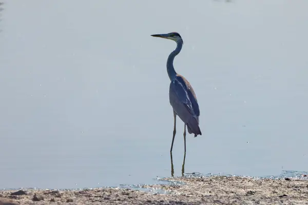 stock image (Ardea cinerea) stands on a lake on a hot summer day.