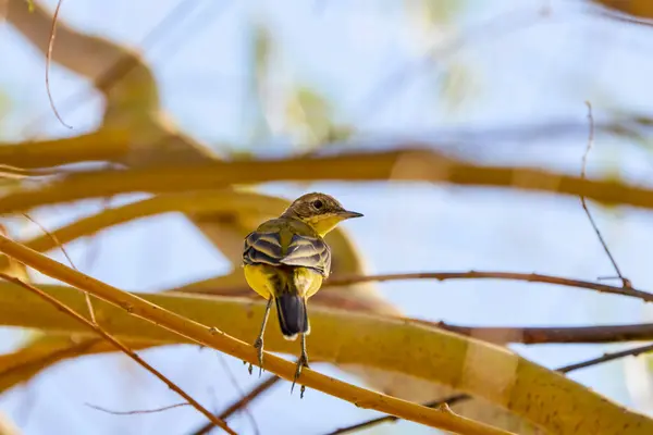 stock image (Motacilla flava) sitting on a tree branch