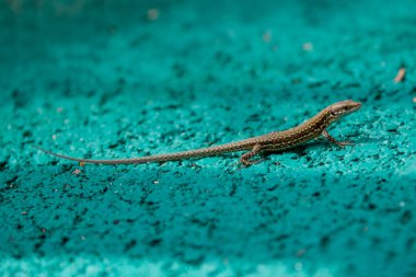 Güneşte bisiklet yolunda oturan bir kertenkele.