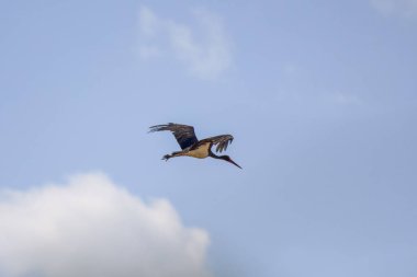 Gökyüzünde uçan kara bir leylek