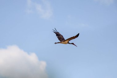 Gökyüzünde uçan kara bir leylek