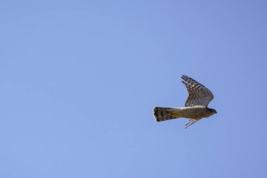 a beautiful specimen of a falcon in flight in the sky clipart