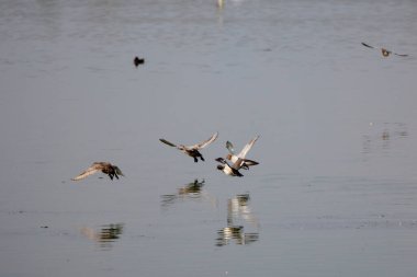 Yaz günü gölde dalış yapan kuşlar.