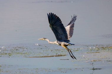 (Ardea Cinerea) Güneşli bir günde bir gölün üzerinde uçuyor