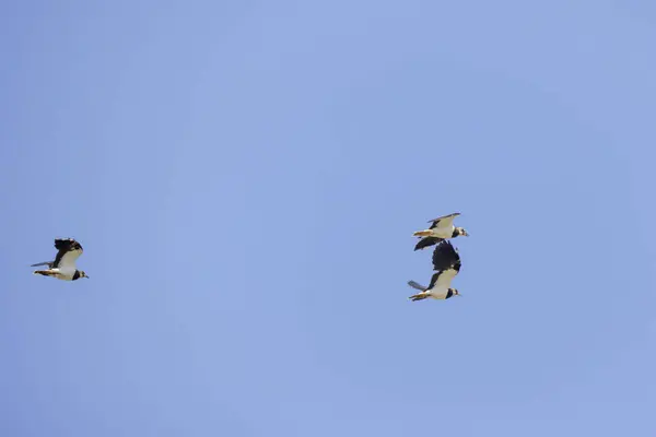 Stock image (Vanellus vanellus) in flight in the blue sky