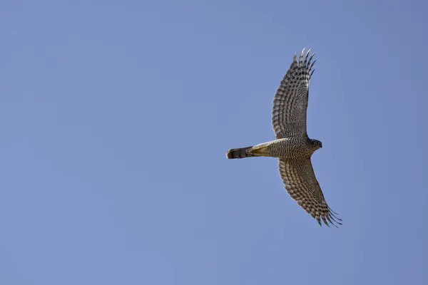 stock image a beautiful specimen of a falcon in flight in the sky