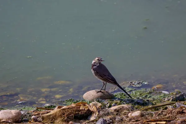 stock image wading birds on a lake on a summer day