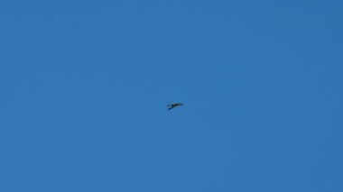 Mavi gökyüzünde uçan siyah leylekli 4k