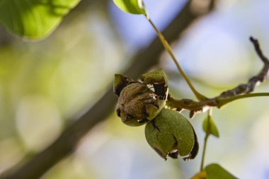 Kabuğundan düşmeye hazır olgun bir fındık..