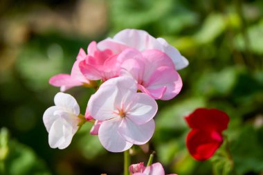 Güzel bir Pelargonium çiçeğiyle yakınlaş.
