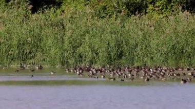 4k, nehirdeki bir grup vahşi ördek.