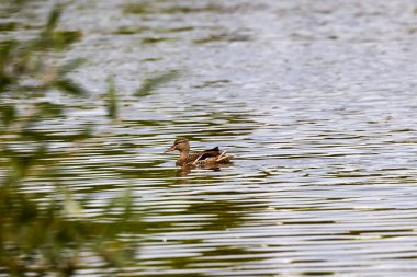 Dişi yaban ördeği nehirde yüzüyor