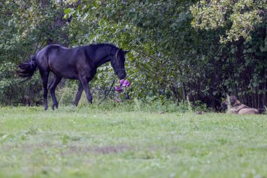 Bir sonbahar günü çayırda siyah bir at.