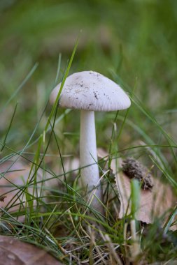 Ağaç gövdesinden çıkan bulanık arka planı olan bir mantar.