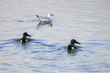 (Anas clypeata) Sonbahar günü bir gölde