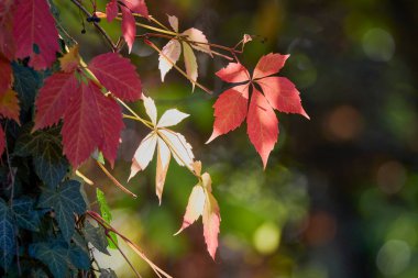 Sonbahar ışığında renkli ağaç yaprağı