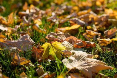 Sonbahar ışığında renkli ağaç yaprağı